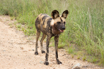 Wild dog (Lycaon pictus)