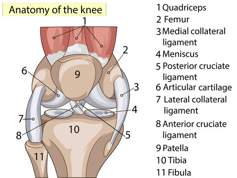 Anatomy. Subscribe. Structure knee joint raster Basic Medical Education