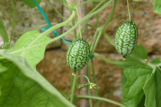 Minigurke, Melothria, scabra, mexikanische