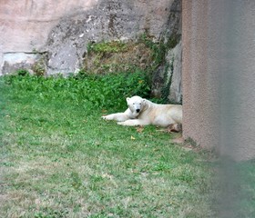 Fototapeta premium Polar Bear (Ursus maritimus) at Aqua Park in the zoo garden