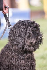 Portrait of griffon dog living in belgium