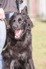 Portrait of belgium shepherd dog type groenendeal living in belgium