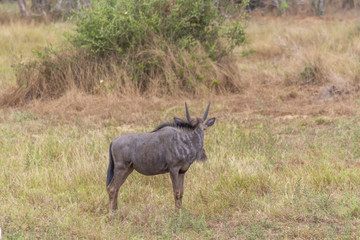 View of African wildebeest, detailed in natural habitat