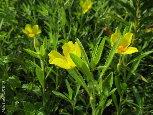 Photos Illustrations Et Vidéos De Ludwigia Grandiflora