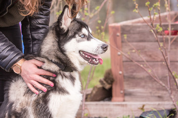 Portrait of siberian husky dog living in belgium
