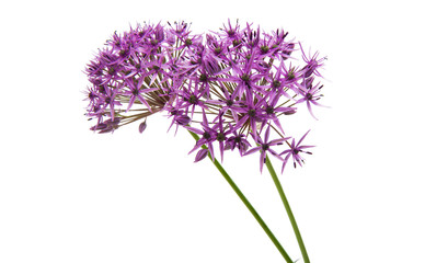 lilac flowers isolated