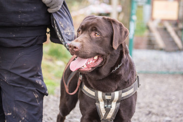 portrait of labrador retrievers dog living in belgium