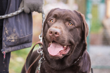 portrait of labrador retrievers dog living in belgium