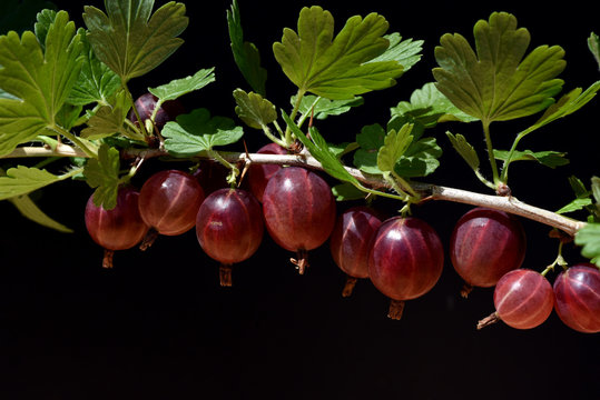 Stachelbeere, Ribes, uva-crispa