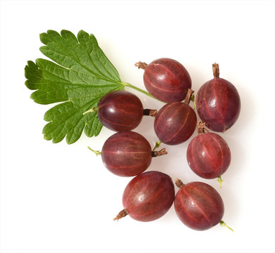 Stachelbeere, Ribes, uva-crispa