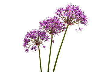 lilac flowers isolated