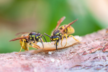 Wespe im Sommer bei der Nahrungsaufnahme