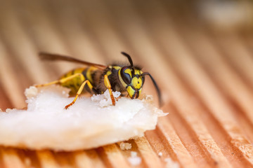 Wespe bei der Nahrungsaufnahme