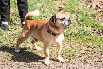 Portrait of lapssa apso dog living in belgium