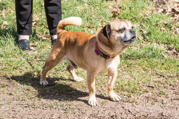 Portrait of lapssa apso dog living in belgium