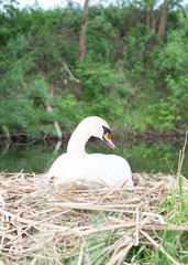 Stochen Dame sitzt im Nest brütet Eier