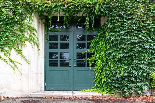 Doorway with ivy
