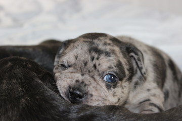 Obraz premium Welpen Merle Bulldog Französich