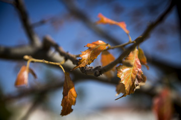 Hojas secas en la rama de un árbol 