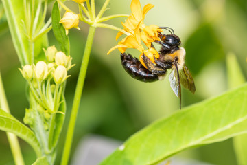 Closeup of a flower in the garden