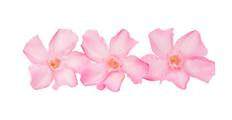 oleander flowers isolated