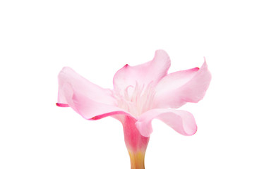 oleander flowers isolated