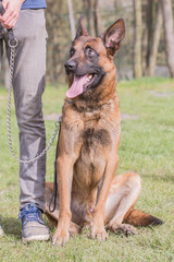 Portrait of belgium shepherd dog type malinois living in belgium