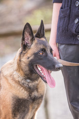Portrait of belgium shepherd dog type malinois living in belgium