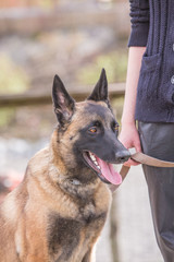 Portrait of belgium shepherd dog type malinois living in belgium