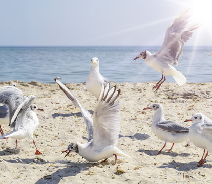 sea gulls on the beach, Ukraine village Lazurnoe