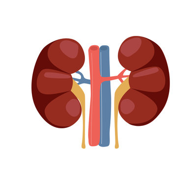 Vector Illustration of the normal kidney structure