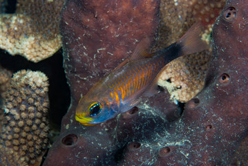 Duskytailed Cardinalfish Archamia macroptera