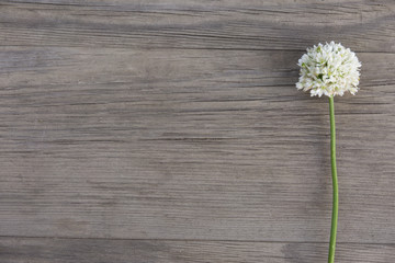 Wild garlic white flower on old grunge wooden background. Top view. Minimalistic mockup.