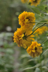 Flowers Golden balls Rudbeckia laciniata in the garden