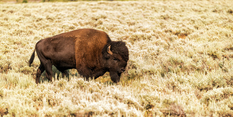 Bison out for a walk