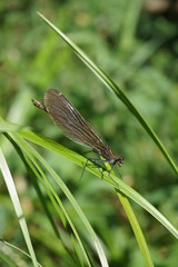 Gebänderte Prachtlibelle, Calopteryx splendens