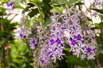 Sandpaper vine flowers on the tree