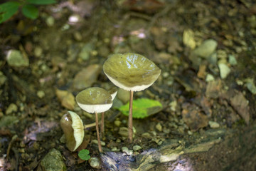 pequeños habitantes del bosque de hadas