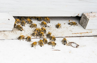 Bees in beehive.
