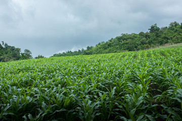 Fototapeta na wymiar Amature corn field in northern Thailand under the cloudy sky
