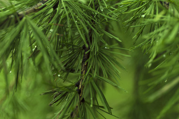 Green branches of larch on blur background.