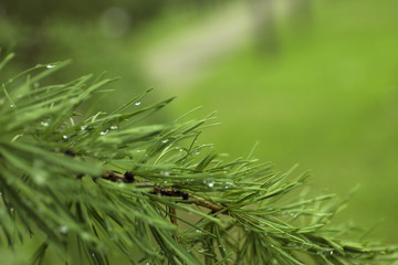 Green branches of larch on blur background.
