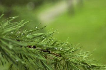 Green branches of larch on blur background.