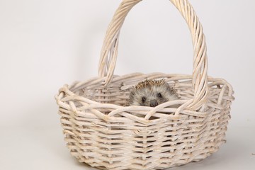hedgehog in the basket
