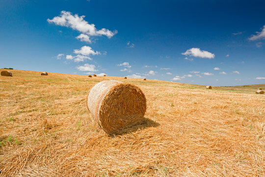 Panoramic view of a wheat field after harvest, with rolled straw bales.