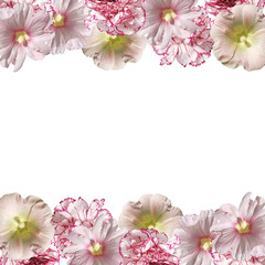 Fototapeta na wymiar Beautiful flower background from a mallow and a hibiscus 