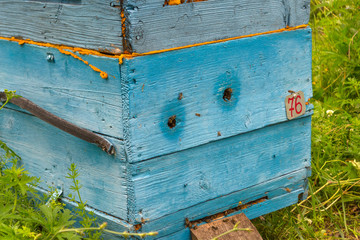 Close-up of the entrance to a large blue hive from a wood in the form of a box on an apiary in a field among green grass and trees with bees bringing pollen for honey in a summer day