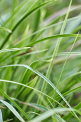 Closeup Wiese