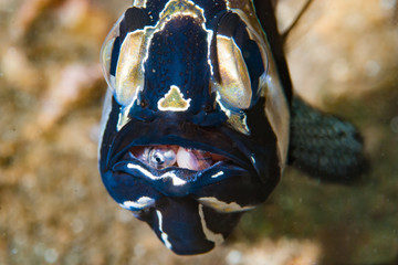 Banggai Cardinalfish Pterapogon kauderni