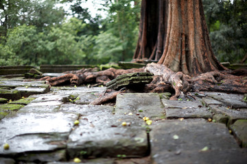 캄보디아 씨엠립의 타프롬사원